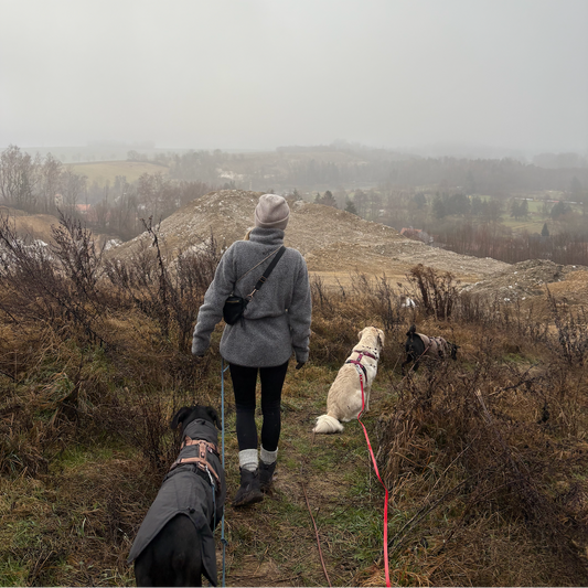 Onlinekurs: Zuverlässiger Rückruf