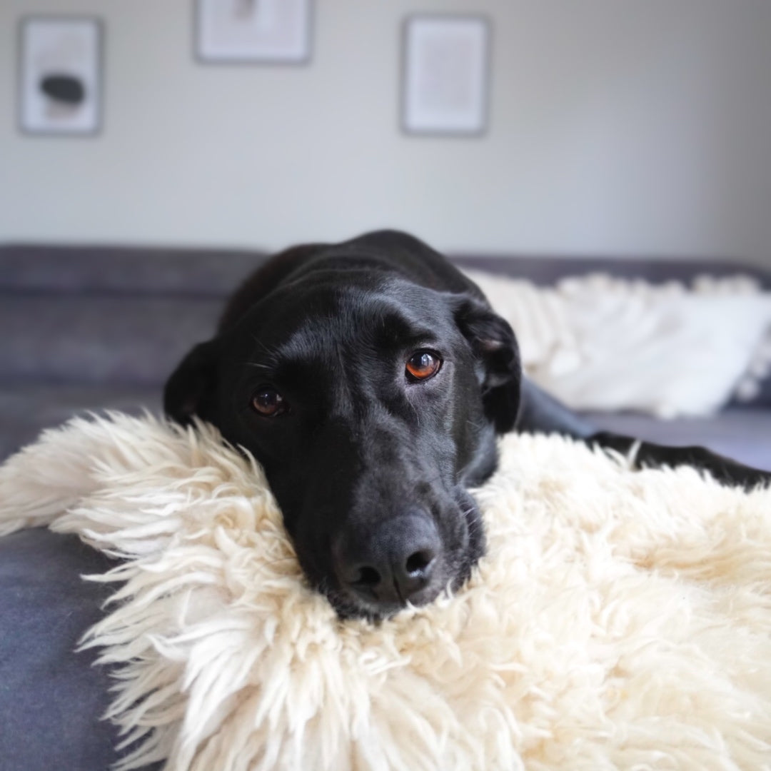 Online Hundetraining – individuell & praxisnah