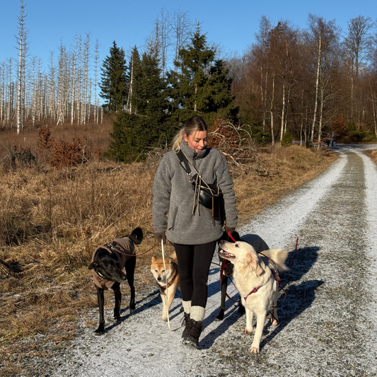 Onlinekurs: Entspannt an der Leine – alltagstaugliche Leinenführigkeit